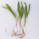 Allium-Ramps-Isolated