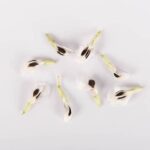 Beans-White-Fava-Blooms-Isolated