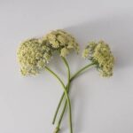 Blooms-Vegetable-Carrot-Isolated
