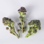 Broccoli-Floret-Purple-Baby-Isolated