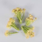 Cauliflower-Cora-Flower-Petite-Isolated