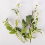 Edible-Flower-Arugasabi-Isolated (1)