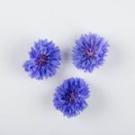 Edible-Flower-Bachelor-Blue