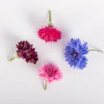 Edible-Flower-Bachelor-Buttons-Isolated