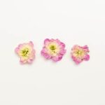 Edible-Flower-Mini-Floret-Blush-Rose