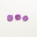 Edible-Flower-Mini-Floret-Lavender