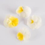 Edible-Flower-Viola-Banana-Cream-Isolated