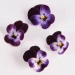 Edible-Flower-Viola-Blackberry-Swirl-Isolated