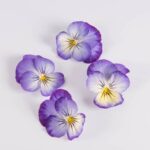 Edible-Flower-Viola-Blueberry-Cheesecake-Isolated