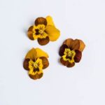 Edible-Flower-Viola-Burnt-Honey-Sorbet-Isolated