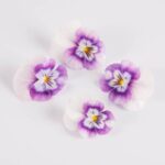 Edible-Flower-Viola-Red-Raspberry-Swirl-Isolated