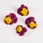 Edible-Flower-Viola-Rhubarb-Lemon-Isolated