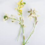 Edible-Flowers-Arugula-Mixed-Isolated