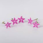 Flower-Star-Flower-Lilac-Isolated