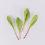 Greens-Red-Dandelion-Petite-Isolated