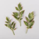 Herbs-Pink-Tipped-Parsley-Isolated