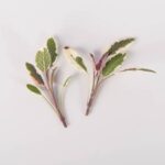 Herbs-Sage-Tricolor-Demi-Isolated