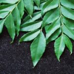 Herbs & Spices-Curry Leaves-Fresh Curry Leaves