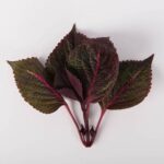 Leaves-Flaming-Shiso-Isolated