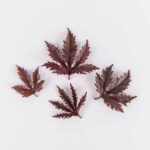 Leaves-Hibiscus-Isolated