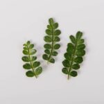 Leaves-Kinome-Petite-Isolated
