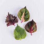 Leaves-Shiso-Mixed-Isolated