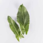 Leaves-Sorrel-Isolated