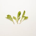 Lettuce-Painted-Oak-Petite