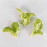 Lettuce-SGreen-Oak-Petite-Isolated