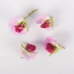 Pea-Purple-Blossoms-Isolated