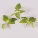 Shiso-Green-Petite-Isolated