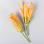 Squash-Blossoms-Isolated
