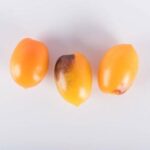 Tomatoes-Toybox-Indigo-Kumquat-Isolated