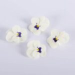 Viola-Blueberry-Cream-Isolated